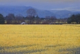 mustard bloom, landscape painting, oil painting, Sonoma mustard fields, Sonoma landscape